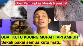 OBAT KUTU KUCING AMPUH BANGET - Obat Kucing Kutuan Ampuh dan murah