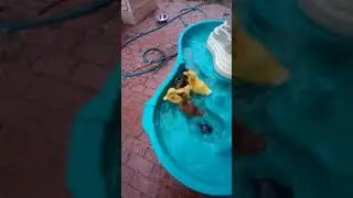 Cute baby Duckies 🦆🦆🦆🦆 #cutebabyanimals #babyanimals #Ducklings #fyp #foryourpage