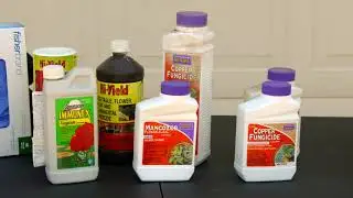 Looking for and Taking Care of Rust in Trees