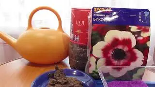Посадка платикадона