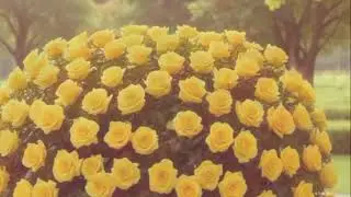 КРАСОТА ОТ ИЕГОВЫ!..