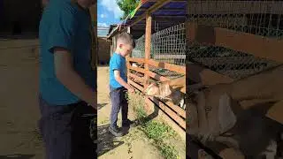 зоопарк у деда Гриши