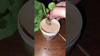 da terra a semi idroponica hydro pianta di Pilea Peperomioides #pilea #semihydro #semihydroponics