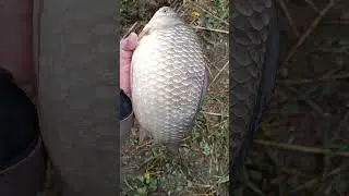 Карась весенний крупный 