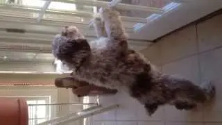 Our Cute Pets - Squirell And Dog