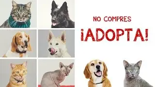 No compres, ¡Adopta!