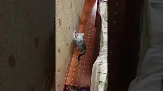 #Котики играются. британский скотиш фолд