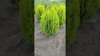 Туя Aurea Nana