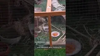 Drei verwaiste Kaninchen.... 🐇