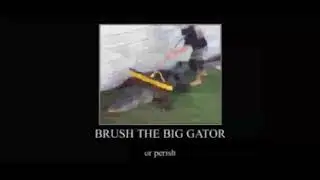 brush the gator