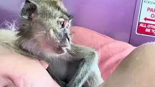 Ralphie D and His Pet Human ASMR