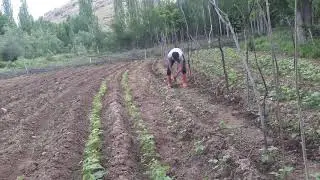 Tarla işleri (Fasulye dibi doldurma)