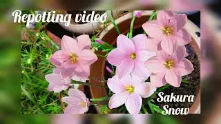 Repotting video of Sakura snow rain lily.