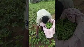 Vivasayam and harvesting #shorts #farming #agriculture #viral