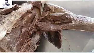Demonstration of scapular region
