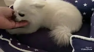 У нас Чувавчик Диего 🦮Вот и друг для Барни 🐕А он ещё и Акробат - Циркач /Olga Kirchgessner