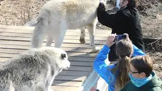 Interacting with Captive Wolves