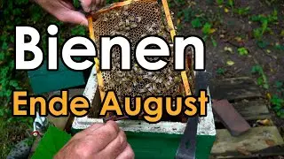 Bienen Ende August: Jungvolk füttern, behandeln und erweitern?