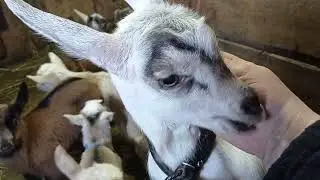 Прогулка коз и козлят...