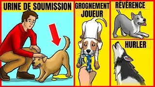 Pénétrer dans l'esprit de votre chien ! 14 conseils pour mieux le comprendre !