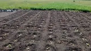 мои сорта этого года