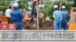 切り倒された「シンボルツリー」大阪市が2万本近くの木を伐採