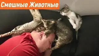 Приколы 2021 / ПРИКОЛЫ С ЖИВОТНЫМИ СМЕШНО ДО СЛЕЗ / ЛУЧШИЕ ПРИКОЛЫ ПРО ЖИВОТНЫХ