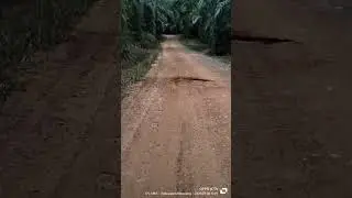 pasukan semut lewat