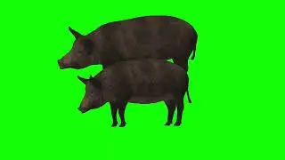 green screen pig video.green screen videos.green screen animal videos.green screen cartoon video.