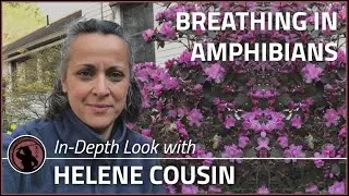 #S11 Special Episode - An In Depth Look at Breathing in Amphibians with Helene Cousin