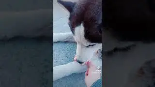 врединка мой