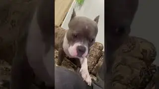 #shortsfeed
