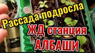 Как сын добирается до дома с учебы ЖД станция Албаши в станице Новоминской Краснодарский край