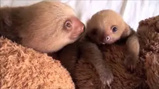Cute Pets And Funny Animals Compilation #5   Pets Garden 2021