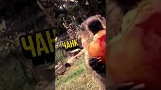 СУРОК ВОР😱 
