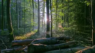 Spaziergang am Morgen in Heikendorf