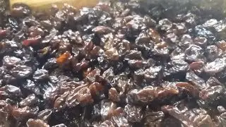 Drying grapes. Making raisins. Storing raisins.