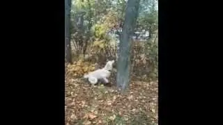 Тима прыгает за мячиком на 2 метра в высоту