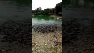 ПОКОРМИЛА РЫБКУ
