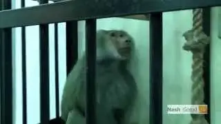 выставка обезьян и попугаев Тюмень