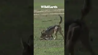 Oh my! This jackals hunt did not go as planned.