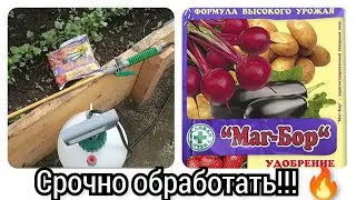 🔥СРОЧНО ОБРАБОТАЙТЕ СВОИ ТОМАТЫ.🍅💯 Супер средство для увеличения урожая!!💯