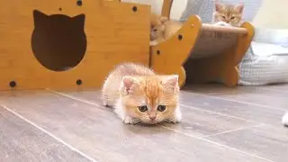The way a cute kitten avoids its owner's attacks is so adorable