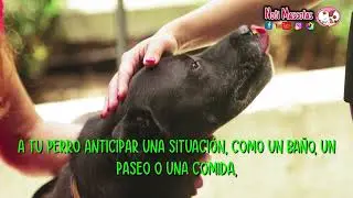 Porqué lo perros saben la hora exacta? #mascotas #animales #perros #sabiasque #pets #dogs