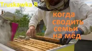#Пчёлы. На пасеке время собирать мёд. Сводим семьи, для рекордного сбора мёда на главном взятке.