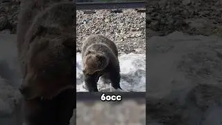 The Boss of the Forest