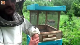 Облетник для трутней