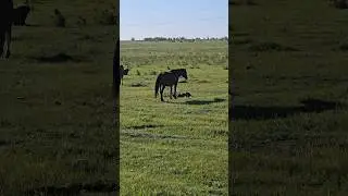 Выздоровление кобылы после задержки последа. 