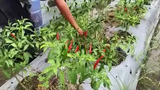 PAG-AANI NG SILING LABUYO/ HARVESTING HOT PEPPER// LH FARM