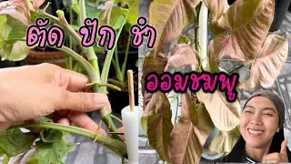 ต้นออมชมพู Syngonium Pink วิธีขยายพันธุ์ออมชมพู Syngonium Pink ตัด ปัก ชำ วิธีการขยายพันธุ์